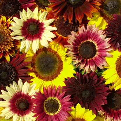 Picture of Helianthus (Sunflower) - Summertime Formula Mix F1
